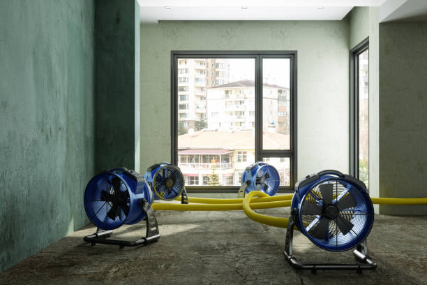 Best Professional water damage repair  in Greens Farms, CT